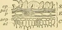 An illustration from The microscopy of vegetable foods, with special reference to the detection of adulteration and the diagnosis of mixtures (1916)