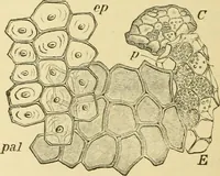 An illustration from The microscopy of vegetable foods, with special reference to the detection of adulteration and the diagnosis of mixtures (1916)