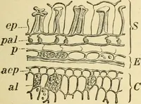 An illustration from The microscopy of vegetable foods, with special reference to the detection of adulteration and the diagnosis of mixtures (1916)