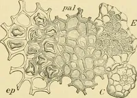 An illustration from The microscopy of vegetable foods, with special reference to the detection of adulteration and the diagnosis of mixtures (1916)