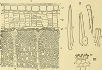 An illustration from The microscopy of vegetable foods, with special reference to the detection of adulteration and the diagnosis of mixtures (1916)