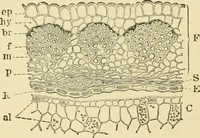 An illustration from The microscopy of vegetable foods, with special reference to the detection of adulteration and the diagnosis of mixtures (1916)