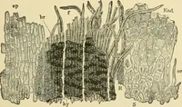 An illustration from The microscopy of vegetable foods, with special reference to the detection of adulteration and the diagnosis of mixtures (1916)