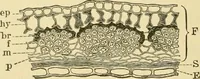 An illustration from The microscopy of vegetable foods, with special reference to the detection of adulteration and the diagnosis of mixtures (1916)