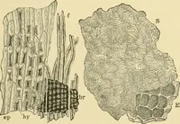 An illustration from The microscopy of vegetable foods, with special reference to the detection of adulteration and the diagnosis of mixtures (1916)