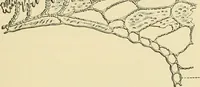 An illustration from The microscopy of vegetable foods, with special reference to the detection of adulteration and the diagnosis of mixtures (1916)