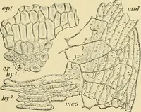An illustration from The microscopy of vegetable foods, with special reference to the detection of adulteration and the diagnosis of mixtures (1916)
