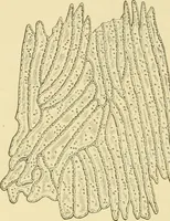 An illustration from The microscopy of vegetable foods, with special reference to the detection of adulteration and the diagnosis of mixtures (1916)