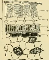 An illustration from The microscopy of vegetable foods, with special reference to the detection of adulteration and the diagnosis of mixtures (1916)