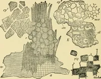 An illustration from The microscopy of vegetable foods, with special reference to the detection of adulteration and the diagnosis of mixtures (1916)