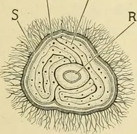 An illustration from The microscopy of vegetable foods, with special reference to the detection of adulteration and the diagnosis of mixtures (1916)