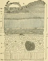 An illustration from The microscopy of vegetable foods, with special reference to the detection of adulteration and the diagnosis of mixtures (1916)