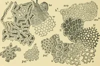 An illustration from The microscopy of vegetable foods, with special reference to the detection of adulteration and the diagnosis of mixtures (1916)