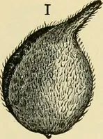 An illustration from The microscopy of vegetable foods, with special reference to the detection of adulteration and the diagnosis of mixtures (1916)