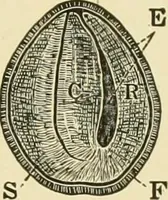 An illustration from The microscopy of vegetable foods, with special reference to the detection of adulteration and the diagnosis of mixtures (1916)