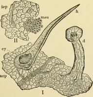 An illustration from The microscopy of vegetable foods, with special reference to the detection of adulteration and the diagnosis of mixtures (1916)