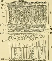 An illustration from The microscopy of vegetable foods, with special reference to the detection of adulteration and the diagnosis of mixtures (1916)