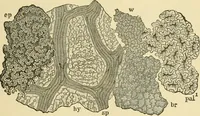 An illustration from The microscopy of vegetable foods, with special reference to the detection of adulteration and the diagnosis of mixtures (1916)