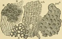 An illustration from The microscopy of vegetable foods, with special reference to the detection of adulteration and the diagnosis of mixtures (1916)