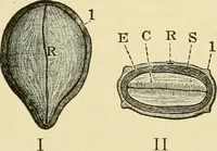 An illustration from The microscopy of vegetable foods, with special reference to the detection of adulteration and the diagnosis of mixtures (1916)