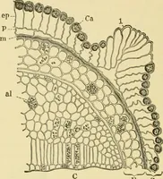 An illustration from The microscopy of vegetable foods, with special reference to the detection of adulteration and the diagnosis of mixtures (1916)