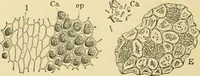 An illustration from The microscopy of vegetable foods, with special reference to the detection of adulteration and the diagnosis of mixtures (1916)