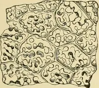 An illustration from The microscopy of vegetable foods, with special reference to the detection of adulteration and the diagnosis of mixtures (1916)