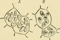 An illustration from The microscopy of vegetable foods, with special reference to the detection of adulteration and the diagnosis of mixtures (1916)