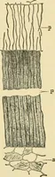 An illustration from The microscopy of vegetable foods, with special reference to the detection of adulteration and the diagnosis of mixtures (1916)