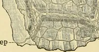 An illustration from The microscopy of vegetable foods, with special reference to the detection of adulteration and the diagnosis of mixtures (1916)