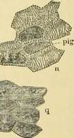 An illustration from The microscopy of vegetable foods, with special reference to the detection of adulteration and the diagnosis of mixtures (1916)