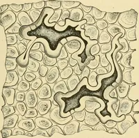 An illustration from The microscopy of vegetable foods, with special reference to the detection of adulteration and the diagnosis of mixtures (1916)
