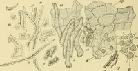 An illustration from The microscopy of vegetable foods, with special reference to the detection of adulteration and the diagnosis of mixtures (1916)