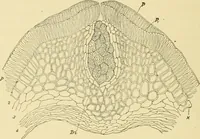 An illustration from The microscopy of vegetable foods, with special reference to the detection of adulteration and the diagnosis of mixtures (1916)