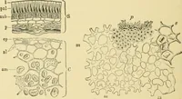 An illustration from The microscopy of vegetable foods, with special reference to the detection of adulteration and the diagnosis of mixtures (1916)