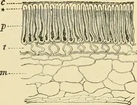 An illustration from The microscopy of vegetable foods, with special reference to the detection of adulteration and the diagnosis of mixtures (1916)