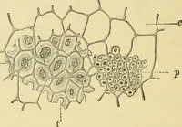 An illustration from The microscopy of vegetable foods, with special reference to the detection of adulteration and the diagnosis of mixtures (1916)