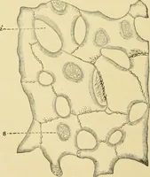 An illustration from The microscopy of vegetable foods, with special reference to the detection of adulteration and the diagnosis of mixtures (1916)