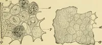 An illustration from The microscopy of vegetable foods, with special reference to the detection of adulteration and the diagnosis of mixtures (1916)