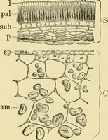An illustration from The microscopy of vegetable foods, with special reference to the detection of adulteration and the diagnosis of mixtures (1916)