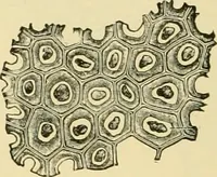 An illustration from The microscopy of vegetable foods, with special reference to the detection of adulteration and the diagnosis of mixtures (1916)