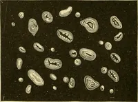 An illustration from The microscopy of vegetable foods, with special reference to the detection of adulteration and the diagnosis of mixtures (1916)