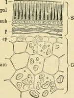 An illustration from The microscopy of vegetable foods, with special reference to the detection of adulteration and the diagnosis of mixtures (1916)