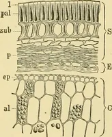 An illustration from The microscopy of vegetable foods, with special reference to the detection of adulteration and the diagnosis of mixtures (1916)