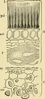 An illustration from The microscopy of vegetable foods, with special reference to the detection of adulteration and the diagnosis of mixtures (1916)