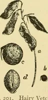 An illustration from The microscopy of vegetable foods, with special reference to the detection of adulteration and the diagnosis of mixtures (1916)
