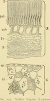 An illustration from The microscopy of vegetable foods, with special reference to the detection of adulteration and the diagnosis of mixtures (1916)