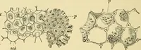 An illustration from The microscopy of vegetable foods, with special reference to the detection of adulteration and the diagnosis of mixtures (1916)