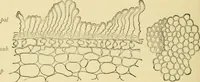 An illustration from The microscopy of vegetable foods, with special reference to the detection of adulteration and the diagnosis of mixtures (1916)
