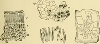 An illustration from The microscopy of vegetable foods, with special reference to the detection of adulteration and the diagnosis of mixtures (1916)